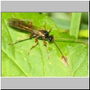 Dyspetes praerogator - Schlupfwespe w01e 8-9mm - OS-Hasbergen feuchte Lehmwiese det06.jpg